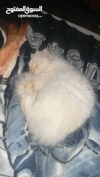 شيرازي للبيع عمرها سنة وشوي سعرها 600(قابل للتفاوض المعقول) اجتماعية وبترد عصحابها ومتعودة عالحمام