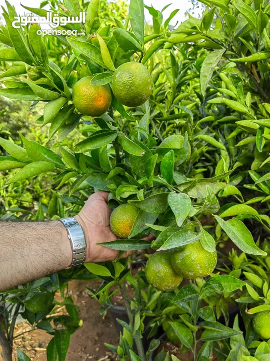 جميع أصناف الفواكة والحمضيات والزيتون ( بلدي ومستورد )