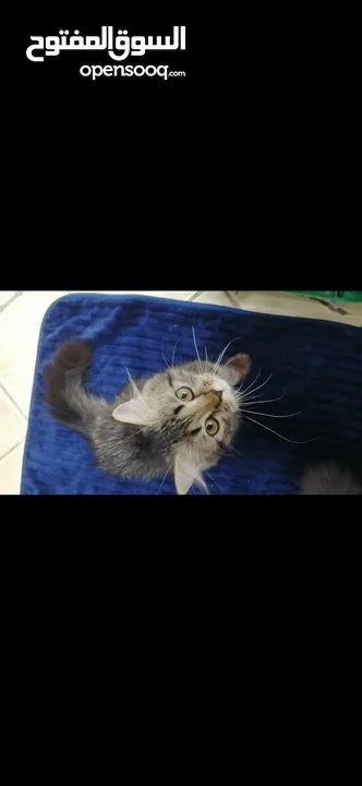 قطط شيرازي Persian Kittens