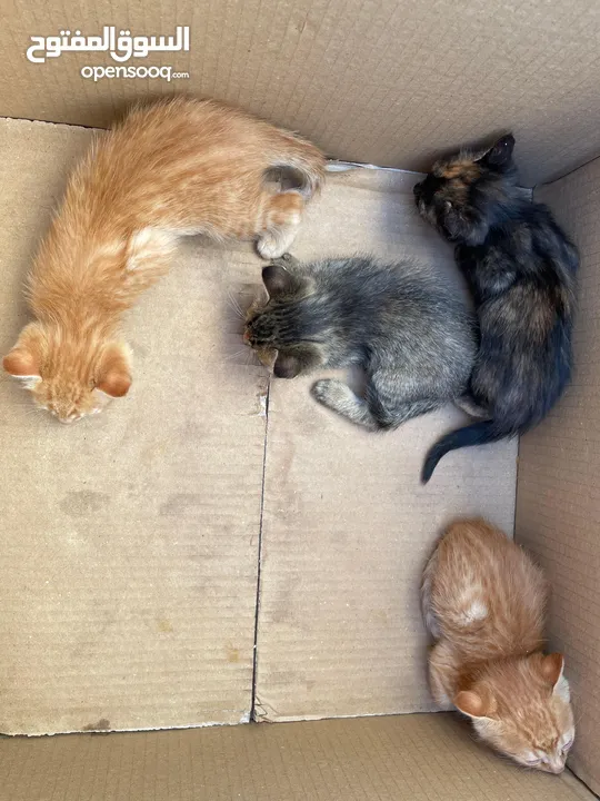 stray kittens for Adoption. text for more details