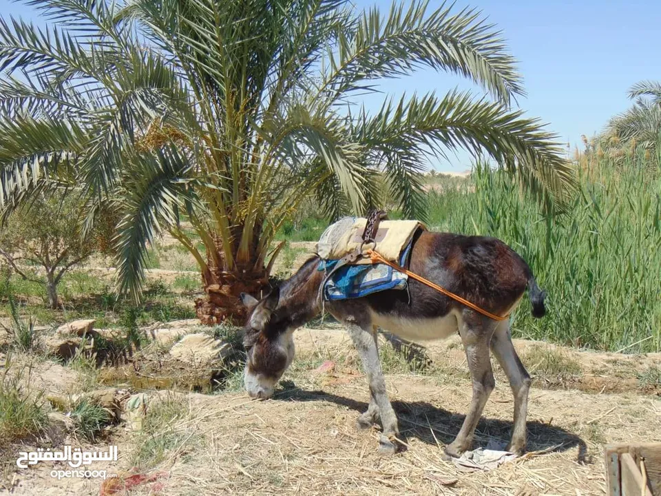 للبيع مزرعة في سيوة