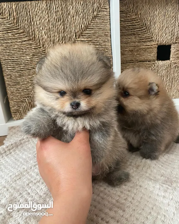 male and female pomeranian puppies
