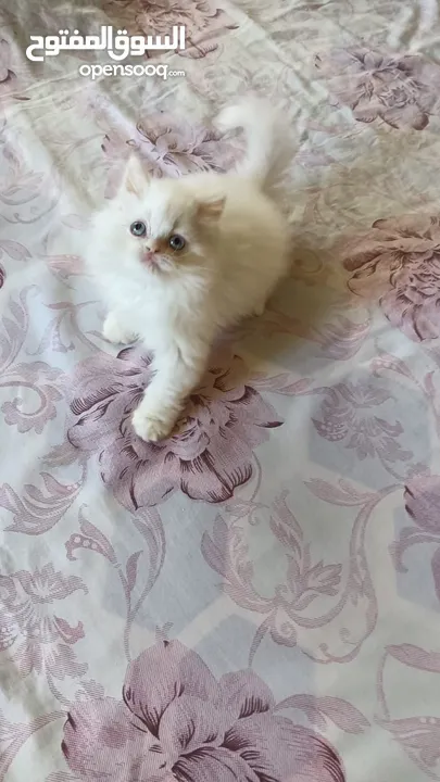 White Pure Persian Kitten