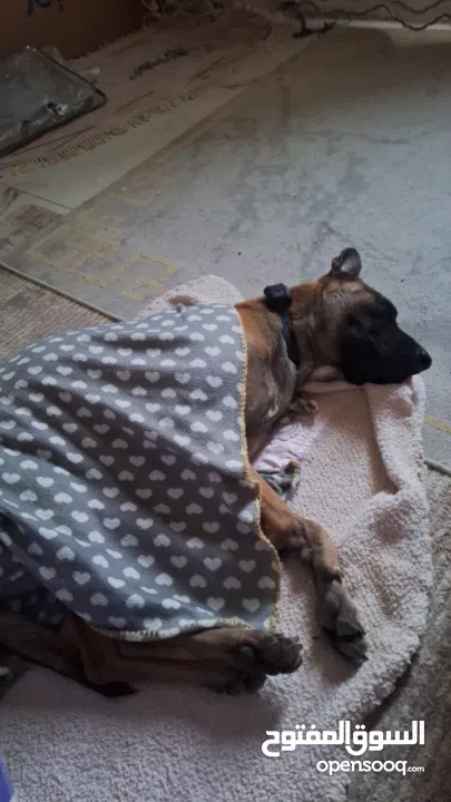 جراو مالينوا الأصل  للبيع  عمر عشرين يوم