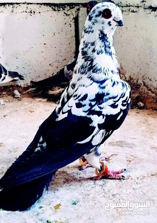 مطلوب حمام لبيع تعز
