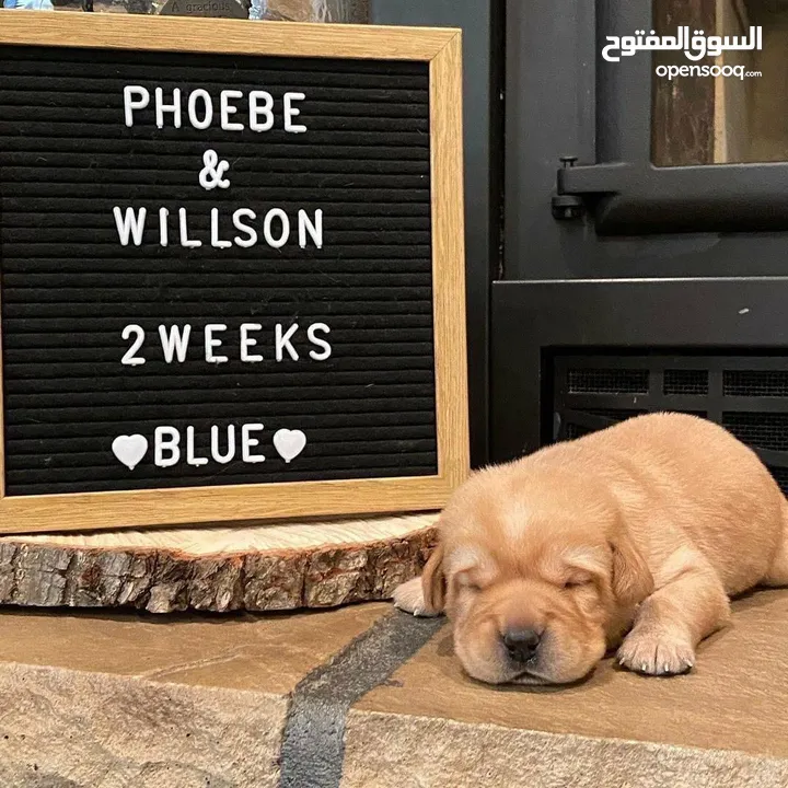 جولدن ريتريفر بريطاني آصلي  Golden retriever pure اعلى مستوى في الشرق الاوسط