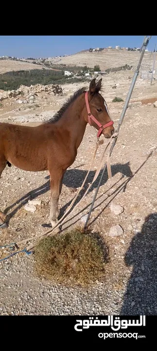 مهر العمر ثلاث شهور 20   يوم