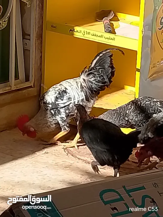ديك كبير جدا بالصوره عمر سنتين للبيع يوجد ديك  بعمر الثمانيه اشهر العدد 2 في سعر 8