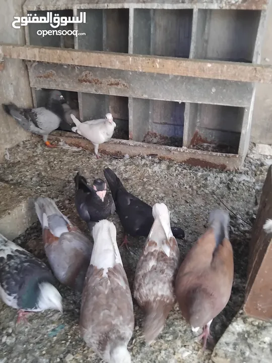 حمام احجام كبيرة للبيع لعدم التفرغ  ست جواز