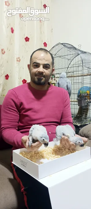 اجمل تشكيلة ببغاوات اليفه ومتكلمه