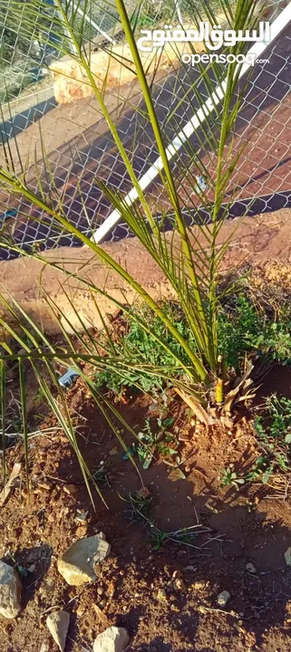 مزرعة للبيع من اراضي غرب عمان  منطقة البصة (ابو السوس ) للبيع بسعر مغري