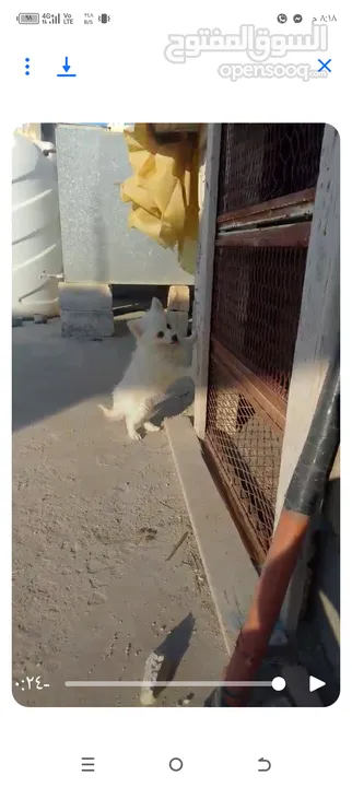 كلبه انثى شيواو موجود في اربد حنينا للبيع  موجود في اربد حنينا كلب اشي مرتب .؟.......