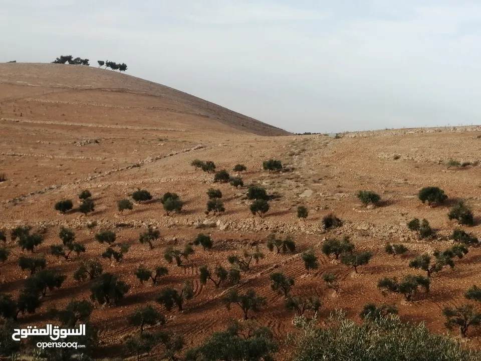 ارض للبيع مفروزة بقوشان مستقل  مزروعه زيتون واصلها شارع مرسوم