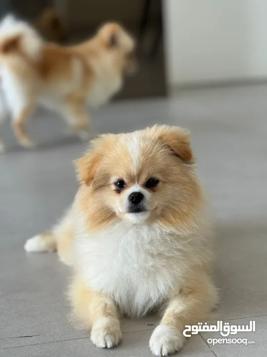 Pomeranian male and female