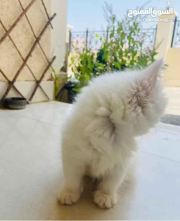Turkish Angora(2months)-1 Vaccination and Dewormed