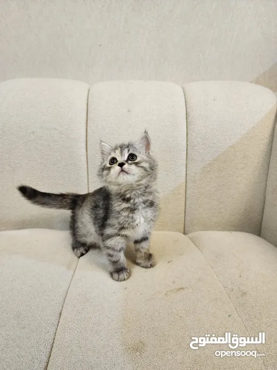 Siberian long hair kittens