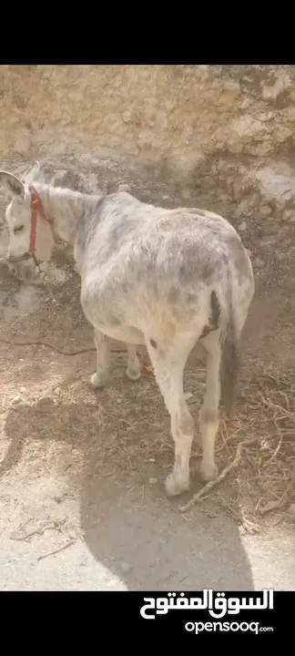 حماره اللبيع