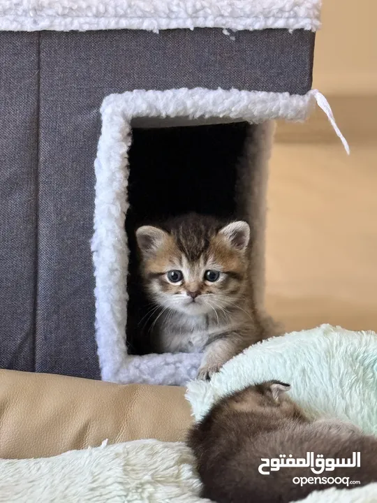 40 days old Male kitten