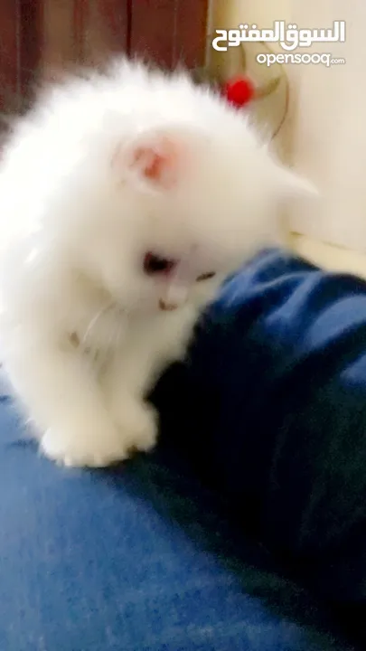 بسه شيرازيه للبيع عمرها تقريبا شهر