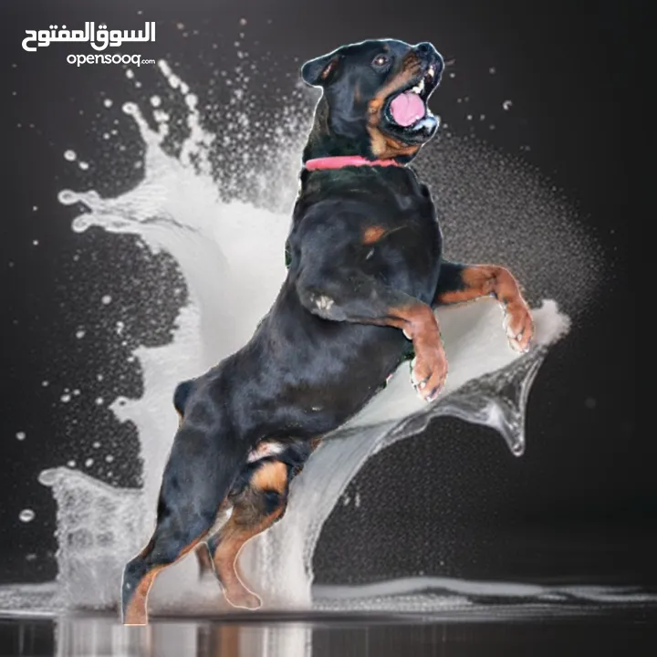 جراو روت وايلر جامبو حجم ضخم