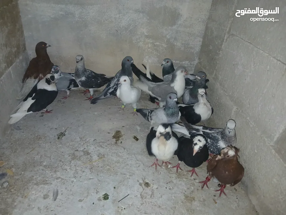 كوم كامل للبيع  دينارين ونص الحبه زق وكش الفحول كلها كش