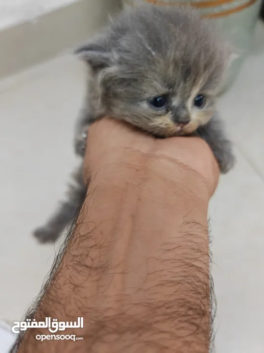 days persian kittens