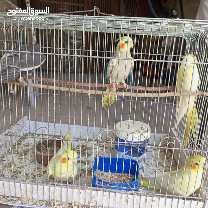 عصافير كوكتيل .أليف