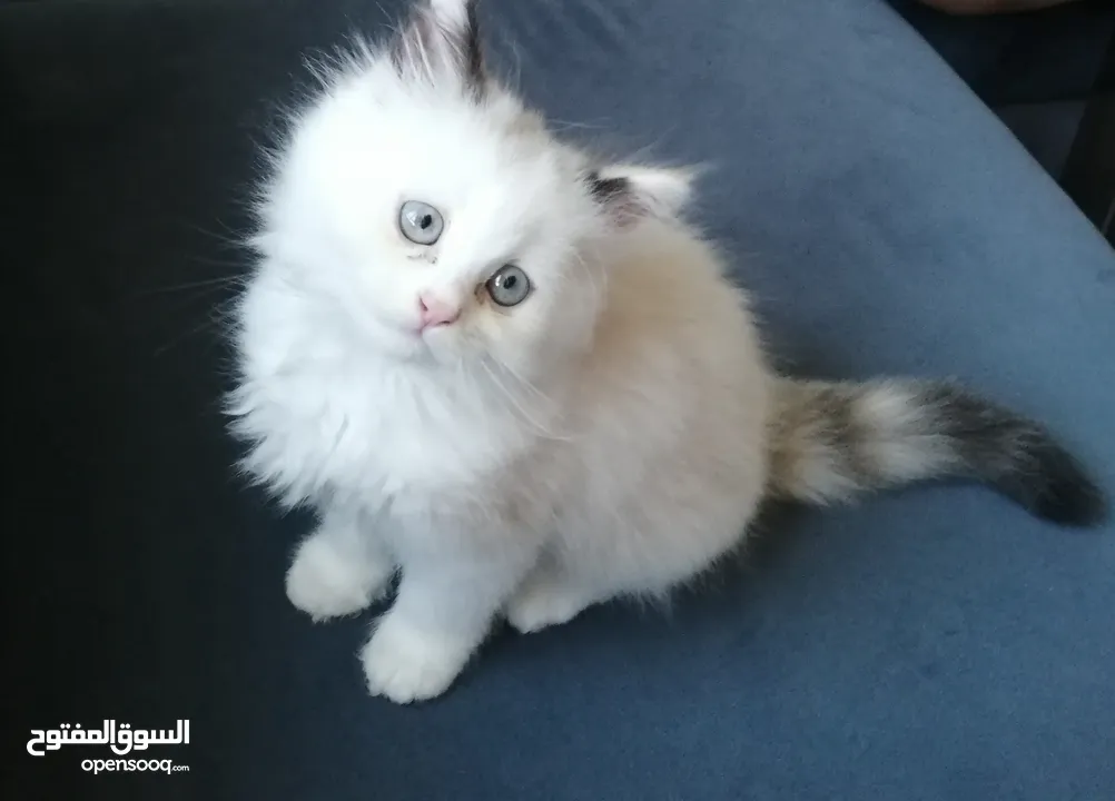 ragdoll seal bicolor pure