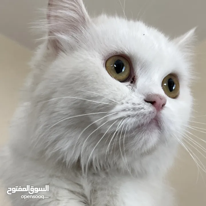 قطط إناث وذكور للبيع  cat for sale