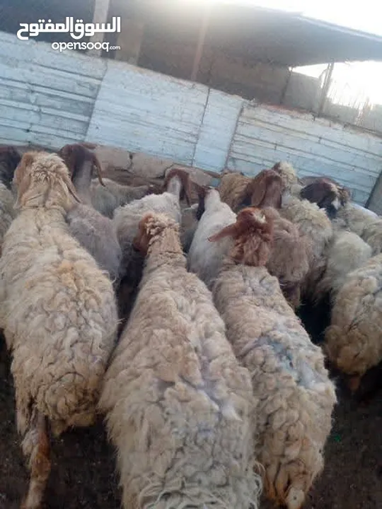 نبدأ بصلاة عل رسول الله  يوجد لدينا جميع انواع الذبائح البلديه- خراف - كباش_اغنام_