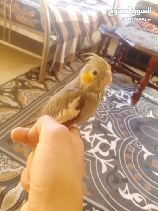 ببغاء كوكتيل اليف جدنننننن