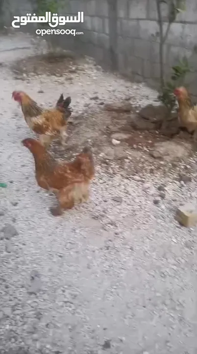 دجاج براهمه للبيع حجم جامبو