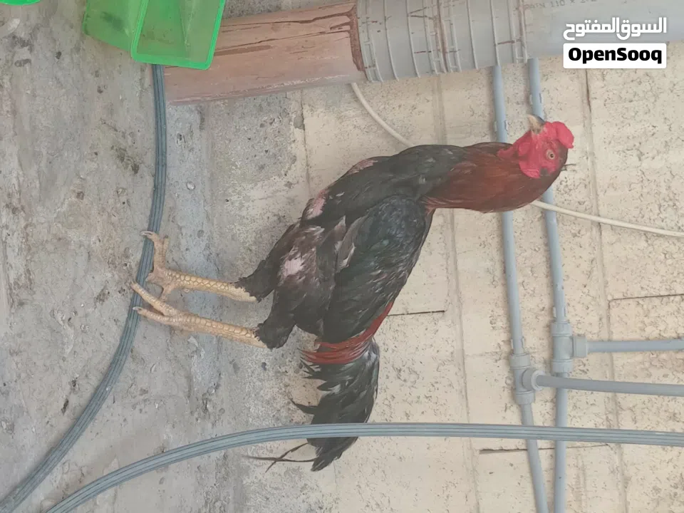 Pakistani rooster