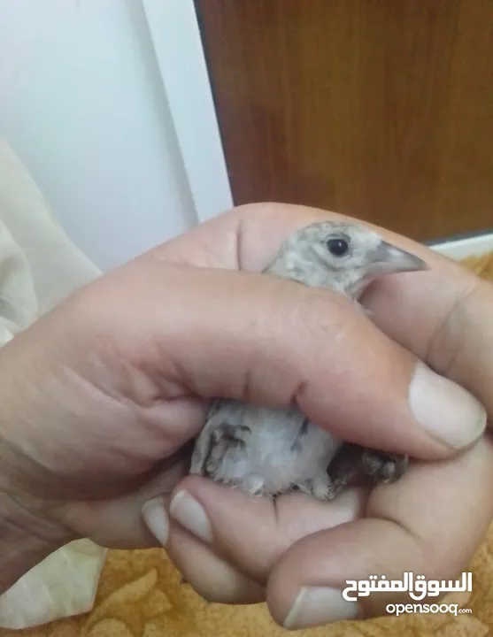 بفضل الله موجود ثلاث فراخ صيد نهر الأردن فحلين وطيرة