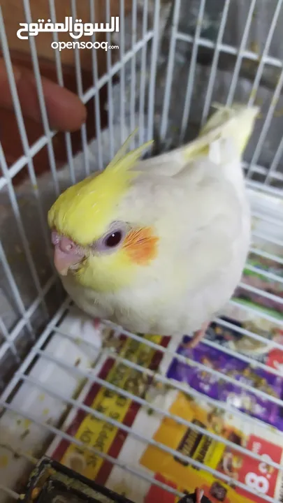 2 hand-feeding cockateil chicks tamed and friendly