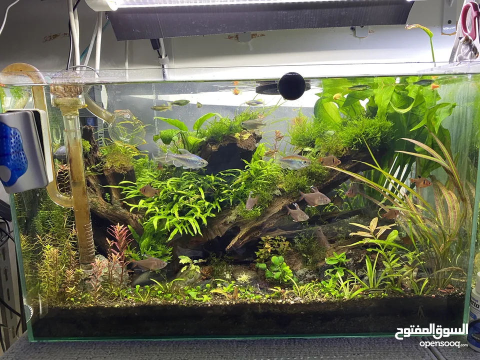 PLANTED AQUARIUM / AQUARIUM