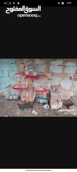 قفاص عصافير   وعصافير للبيع