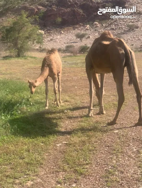 ناقة عزوف تحتها قعود