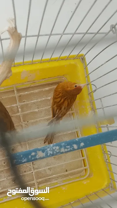 جوز كنار نحاسيات نار