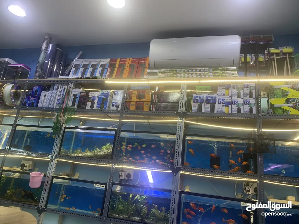 Aquarium Items For Fish