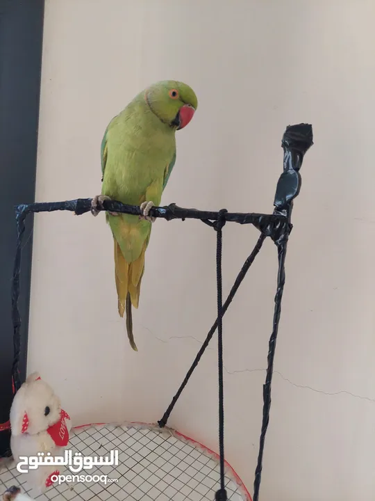 ببغاء درارة هندي ذكر كوكو عمر سنتين مطوق اليف جدا ما بعض نهائي لعوب بحب الاطفال