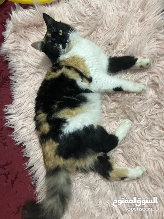 قط منزلي للبيع