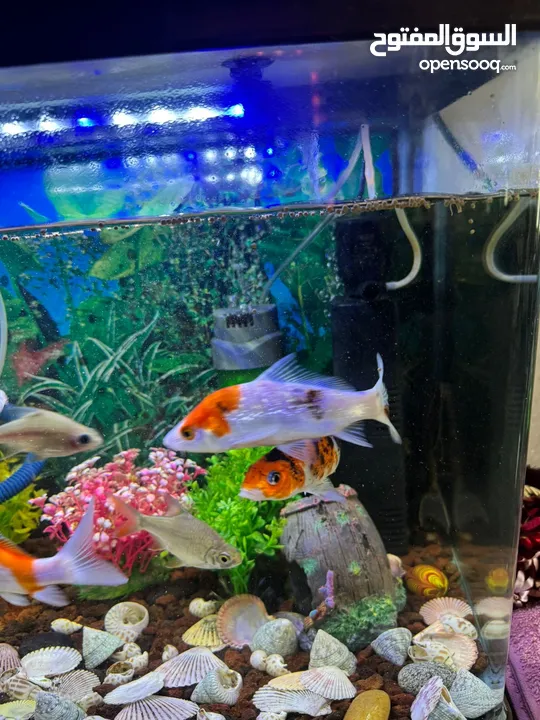 Fish aquarium