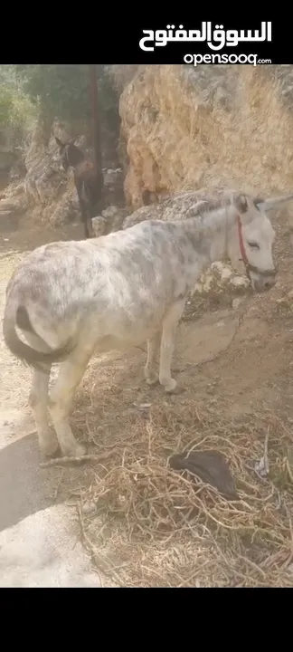 حماره للبيع