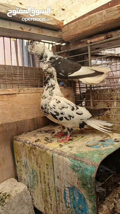 جواز حمام نخب كلو شغال وتحتو بيض