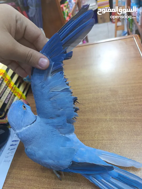 ببغاء دره لون ازرق طفره