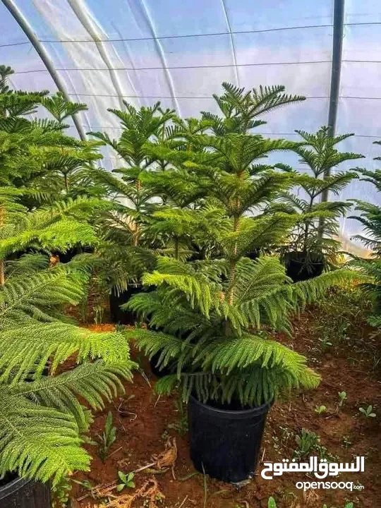 التقوى لتنسيق الحدائق