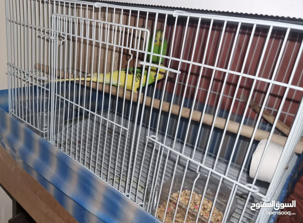 Budgie with everything