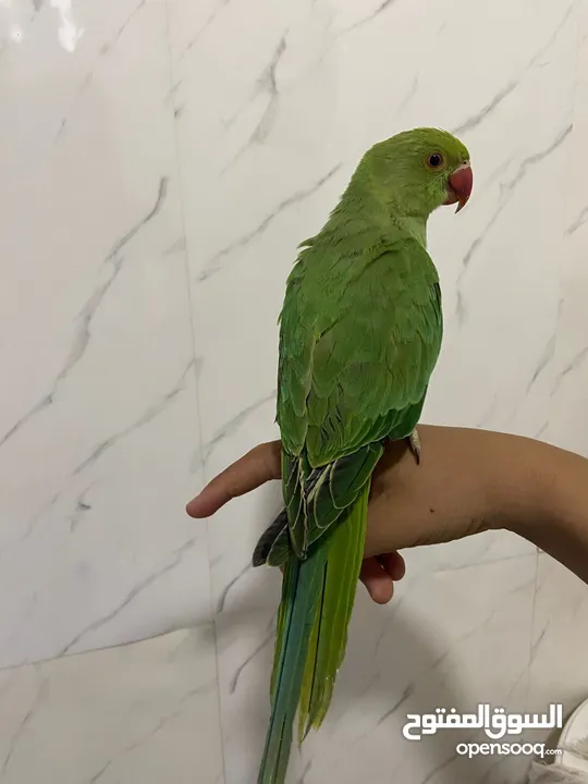 ببغاء الدره