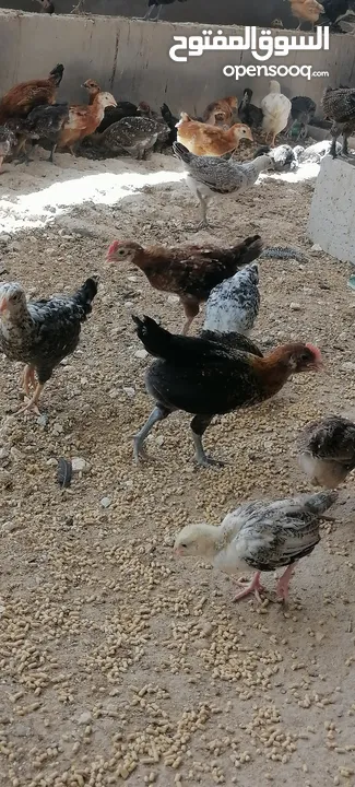 موجود صوص بلدي
